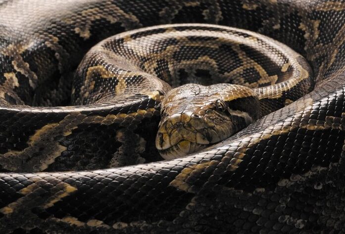 snake