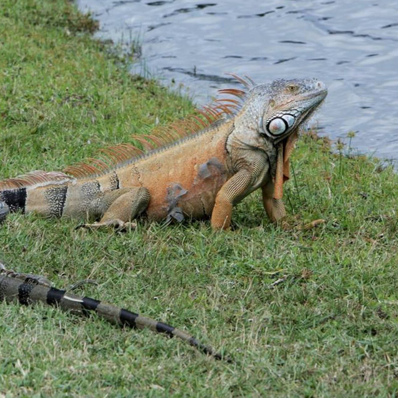Falling iguanas possible