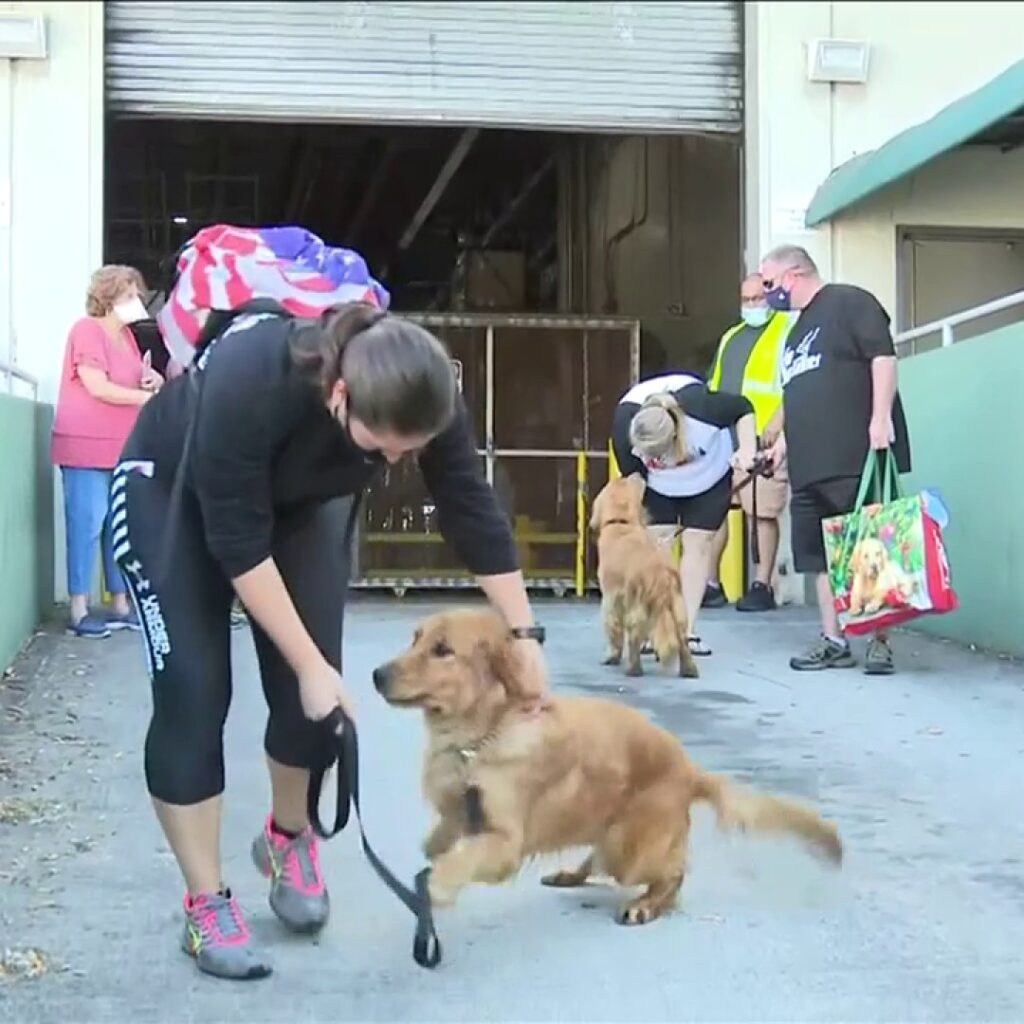 20 golden retrievers saved from slaughter