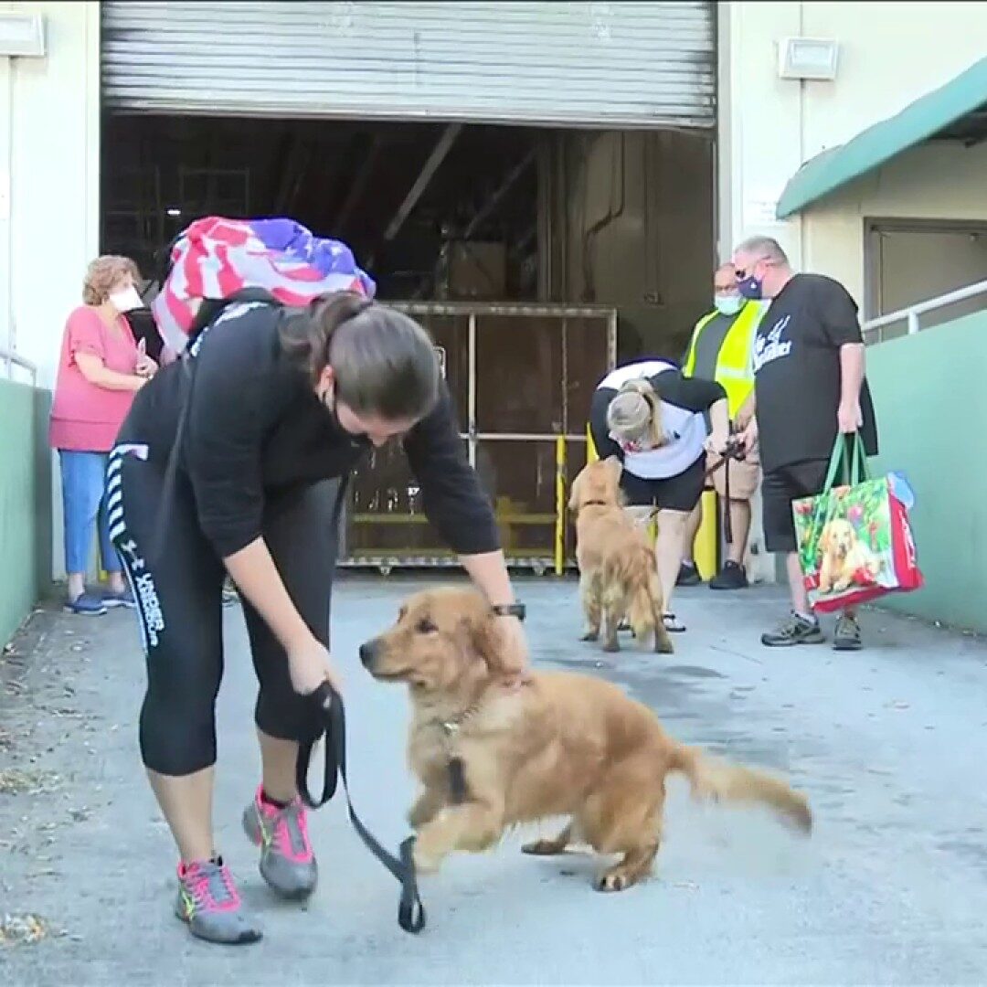 20 golden retrievers saved from slaughter