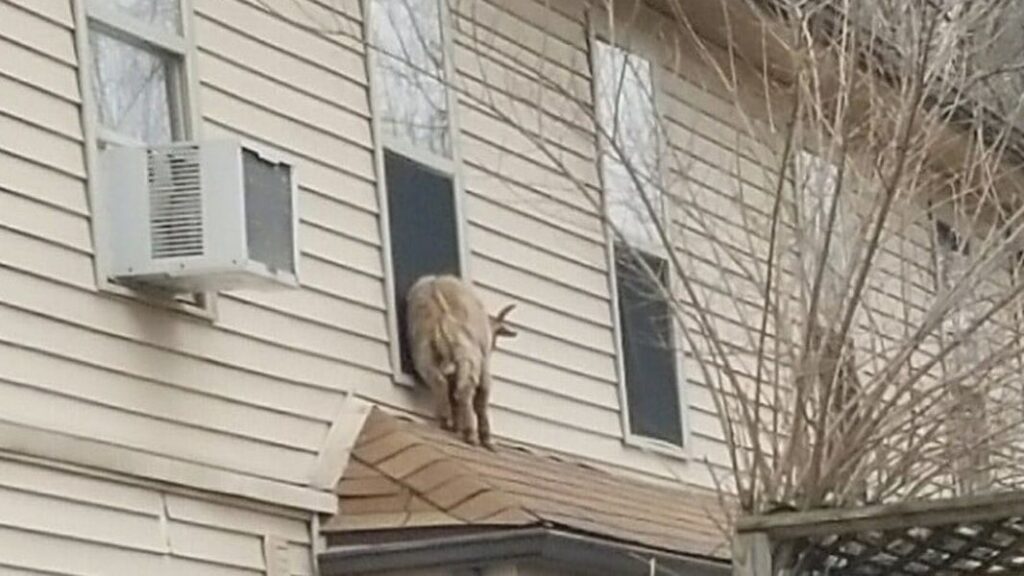 Goat climbs onto Miami County roof