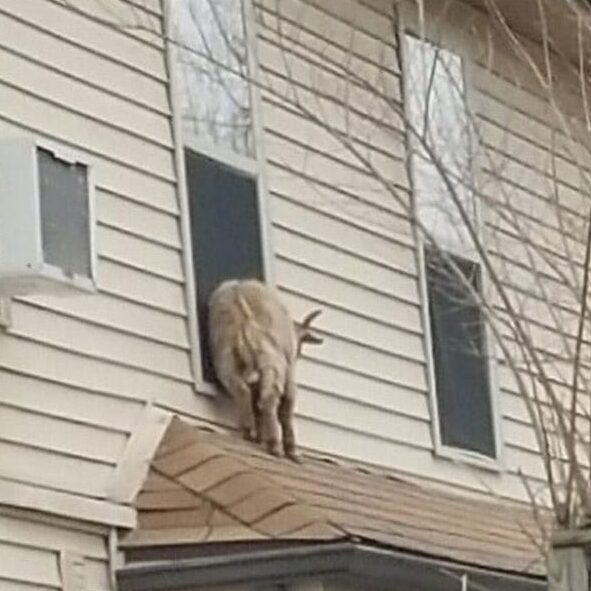Goat climbs onto Miami County roof