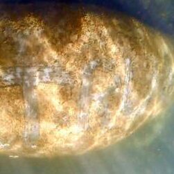 Florida manatee