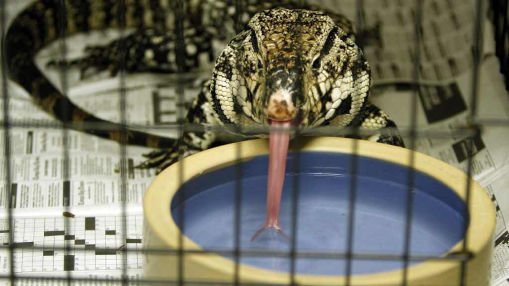 Florida restricting sales of pythons and lizards amid fears of invasive species