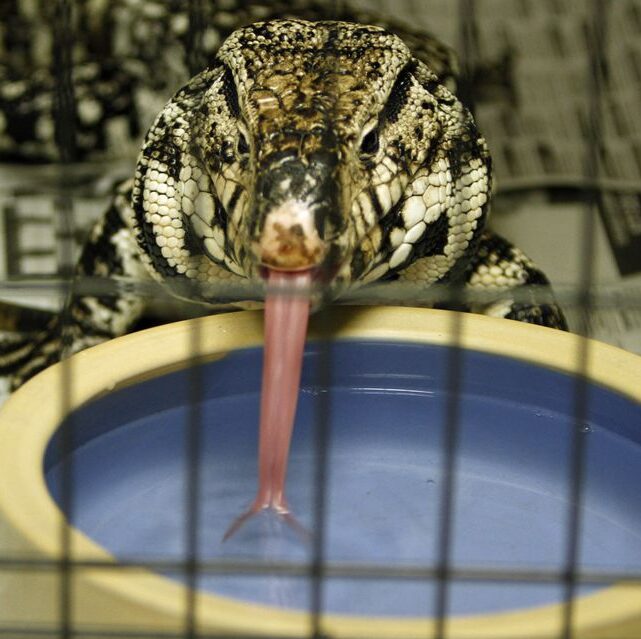 Florida restricting sales of pythons and lizards amid fears of invasive species