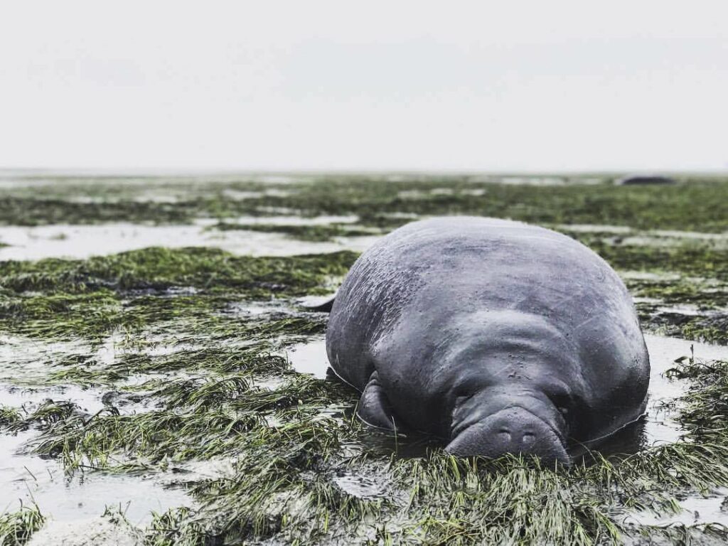 Baby Manatee Found Dead in Coral Gables