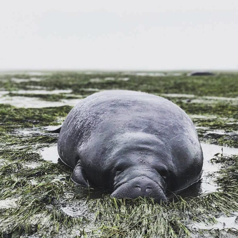 Baby Manatee Found Dead in Coral Gables