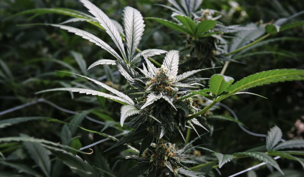 Caught with a little marijuana in Broward?