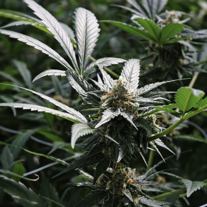Caught with a little marijuana in Broward?