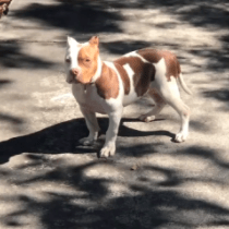 Man steals puppy at gunpoint from owner during walk in NW Miami-Dade