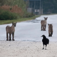 ‘Once In A Lifetime Event’: Miami Beach Man Spots 5 Elusive Florida Panthers In Single Day, 4 At The Same Time