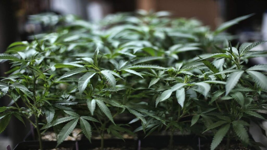 Floridians have a more relaxed view towards marijuana