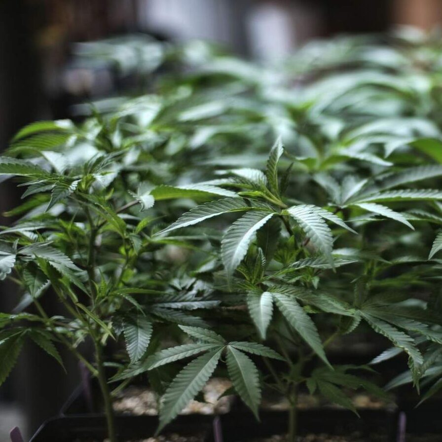 Floridians have a more relaxed view towards marijuana
