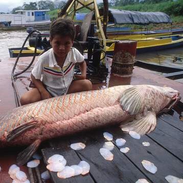 Florida is already in a battle with dangerous and invasive species like the Burmese python, green iguana and lionfish and now there’s a new predator in the state called the arapaima. It is a fish that can grow up to 10 feet long and weigh hundreds of pounds.