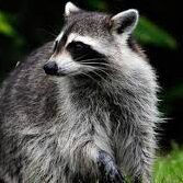 Rabies alert issued for portion of Fort Lauderdale