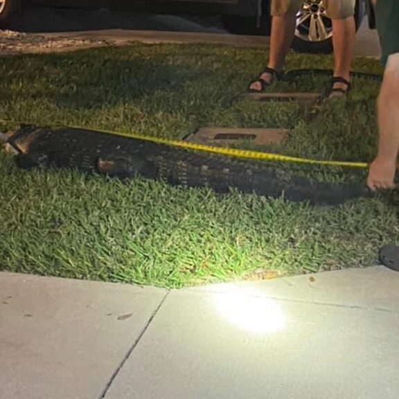 7-Foot Alligator in Garage of Her Home
