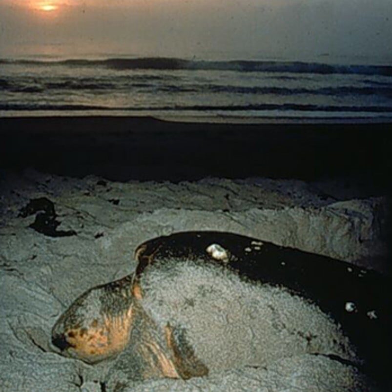 South Florida men get prison time for poaching protected sea turtle eggs