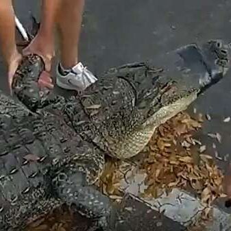 10-Foot Alligator Captured From Underneath Car In Tampa As Mating Season Gets Underway