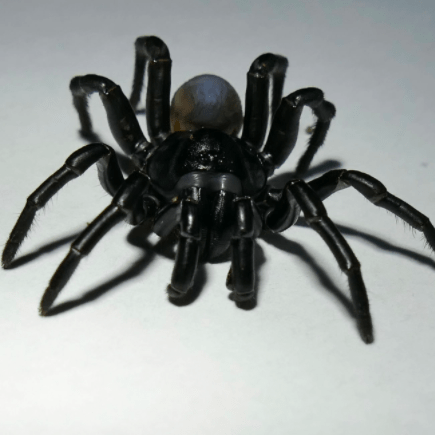 Zoo Miami Helps Discover A Brand New Spider Species In Miami