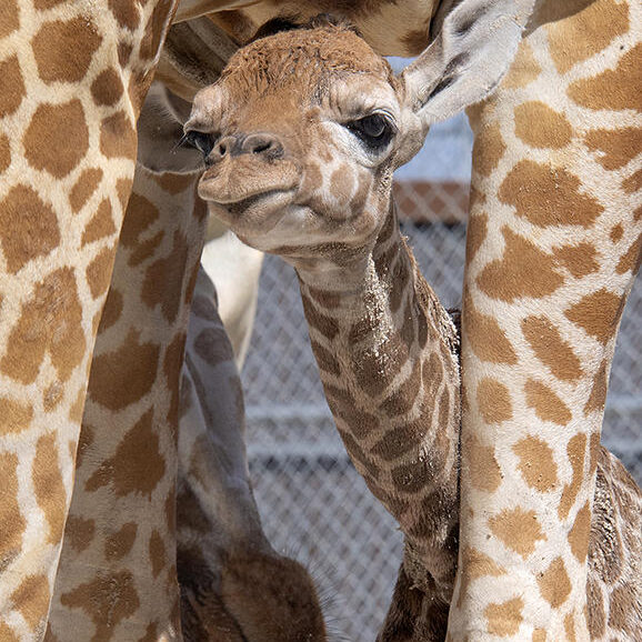 Zoo Miami has announced the addition of two new baby giraffes to their family.