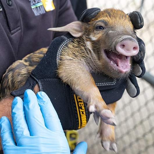 You must see these 3 tiny piglets born at Zoo Miami